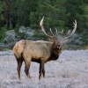Winter Elk Bugling