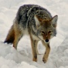 Coyote Stare