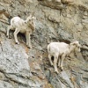 Sheep Trio