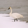 Trumpeter on Flat Creek