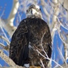 Immature Baldy