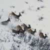 Mule Deer on the Run