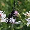 Aster Surprise
