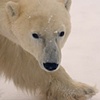 Polar Bear Stare