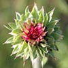 Thistle Suprise