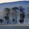 Fog in the Cottonwoods