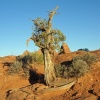 Old Desert Man