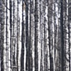 Arnica Trees