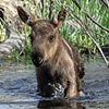 New Swimmer