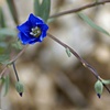 Wild Rose