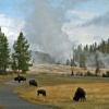 Gyser and Bison