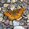 Butterfly and River Rock
