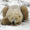 Sitting Bear