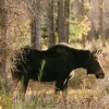 Cow Moose in Fall