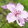 Flora