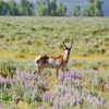 Pronghorn in Lupine