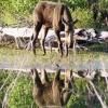 Moose Reflection