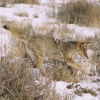 Coyote Leap
