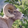 Bighorn: Profile