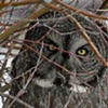 Wildlife Portraits