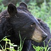 Scarface the Bear
