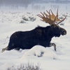 Winter Bull Moose