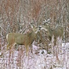 Mom and Fawn Mule Deer