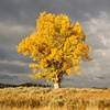 The Cottonwood