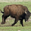 Bucking Bull Bison