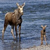 Newborn River Crossing