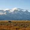 Moose and Tetons