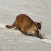 Mountain Lion 1