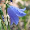Harebell