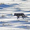 Wolf On Elk Refuge