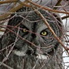 Great Stare