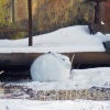 Arctic Hare