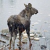 Snowy Moose Calf