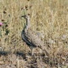 Sage Grouse