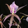Orchid