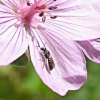 Sticky Geranium
