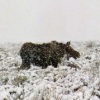 Lone Winter Moose