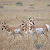Pronghorn Mom and Fawns
