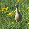 Long Billed Curlew