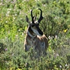 Spring Pronghorn