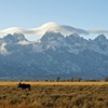Teton Moose