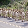 Bighorn Sheep on road in Yellowstone