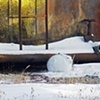 Snowshoe Hare