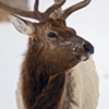 Storm Elk