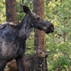 Mother Moose