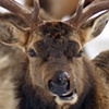 Elk Chewing Cud